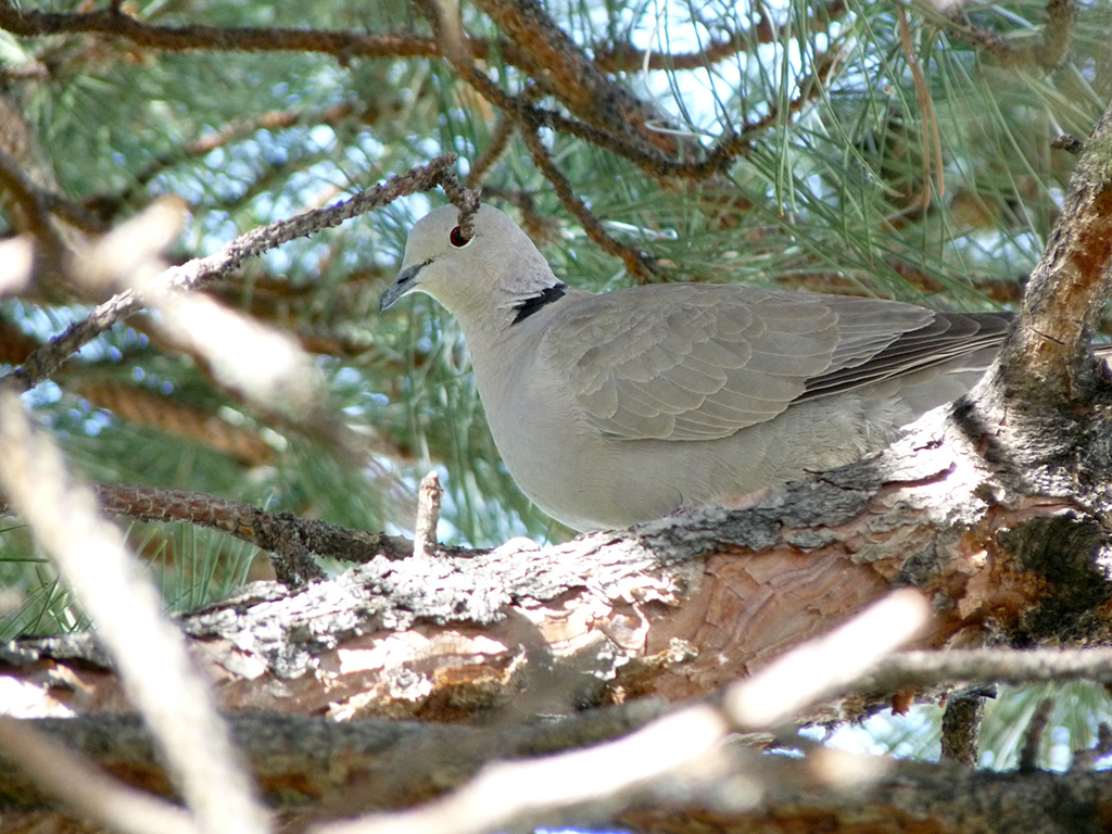 Eurasian Collared Dove